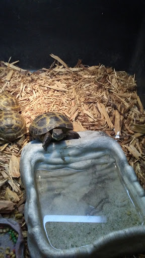 Reptile Store «CV Exotics», reviews and photos, 320 Sandown Rd, East Hampstead, NH 03826, USA