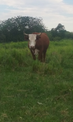 Golf Course «Sanlan Golf Course», reviews and photos, 2505 Sanlan Golf Dr, Lakeland, FL 33812, USA