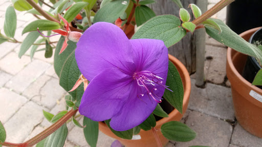 Florist «Cambria Nursery & Florist», reviews and photos, 2801 Eton Rd, Cambria, CA 93428, USA