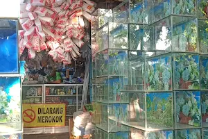 Pasar Ikan Hias Patua image