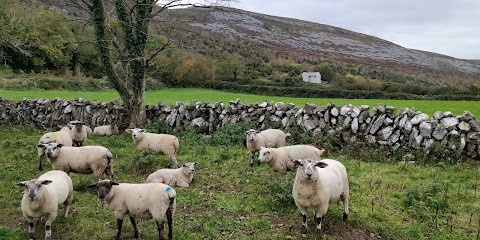 Gleninagh Burren Lamb