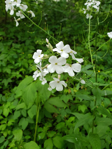 Park «Nyquist-Harcourt Wildlife Sanctuary», reviews and photos, 133 Huguenot St, New Paltz, NY 12561, USA