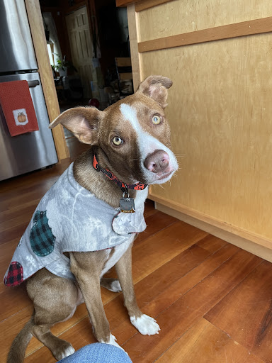 Companion Animal Hospital image