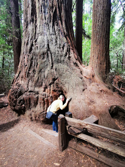 Henry Cowell Redwoods State Park