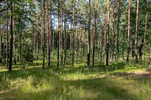 Svárovský les image
