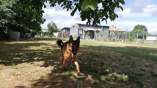 Pensioni per cani e dog hotel a Ci Vuole Fiuto di Mati Ilaria