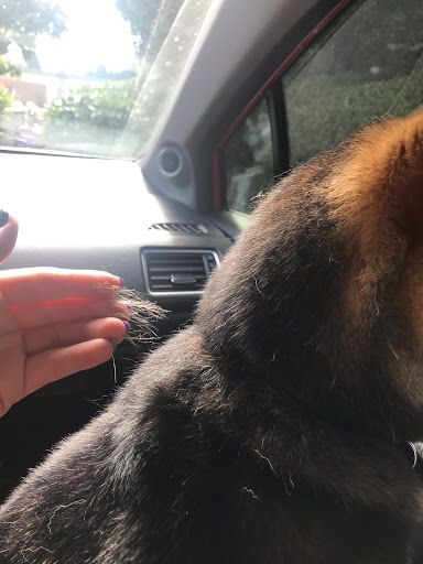 Pet Supply Store «PetSmart», reviews and photos, 1130 SE Everett Mall Way, Everett, WA 98208, USA