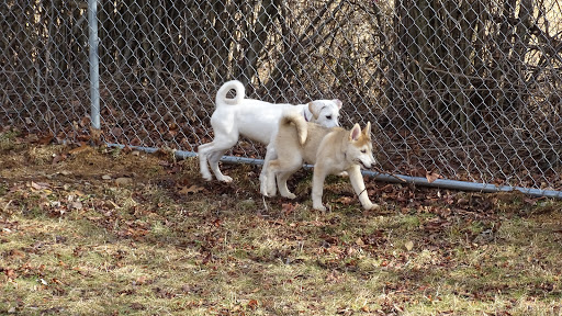 Dog Trainer «Awesome Dawgs Dog Training LLC», reviews and photos, 3052 Pricetown Rd, Temple, PA 19560, USA