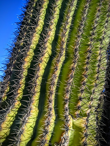 Nature Preserve «Gateway Trailhead - McDowell Sonoran Preserve», reviews and photos, 18333 N Thompson Peak Pkwy, Scottsdale, AZ 85255, USA