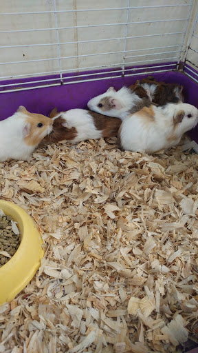 Pet Store «Hillcrest Farms Pet Shop», reviews and photos, 629 S Broadway St, McComb, MS 39648, USA