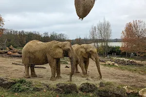 La maison des éléphants image
