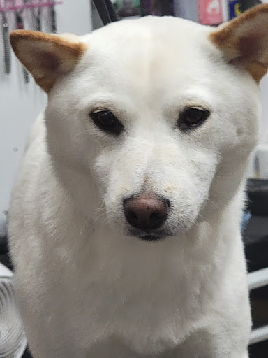 Pet Groomer «Hollywood Houndz Boutique, Spa & Hotel», reviews and photos, 4243 W Lake Mary Blvd, Lake Mary, FL 32746, USA