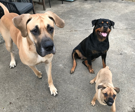 Pet Store «Happiness Is Pets Vi», reviews and photos, 616 E Roosevelt Rd, Lombard, IL 60148, USA