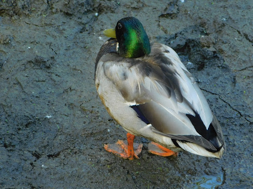 Park «Nature Center At Shaker Lakes», reviews and photos, 2600 S Park Blvd, Cleveland, OH 44120, USA