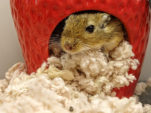 Pet Supply Store «Petco Animal Supplies», reviews and photos, 1931 E Main St d, Spartanburg, SC 29307, USA