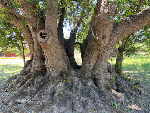 Winery «Fort Ross Vineyard Tasting Room», reviews and photos, 15725 Meyers Grade Rd, Jenner, CA 95450, USA