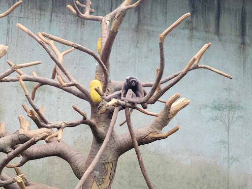 Zoo «Lied Jungle», reviews and photos, 916 D St, Omaha, NE 68107, USA