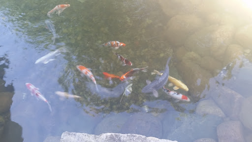 Fish Farm «Kloubec Koi», reviews and photos, 1375 Baxter Ave NW, Amana, IA 52203, USA