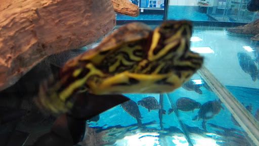 Pet Supply Store «Petco Animal Supplies», reviews and photos, 8111 W Broward Blvd, Plantation, FL 33324, USA