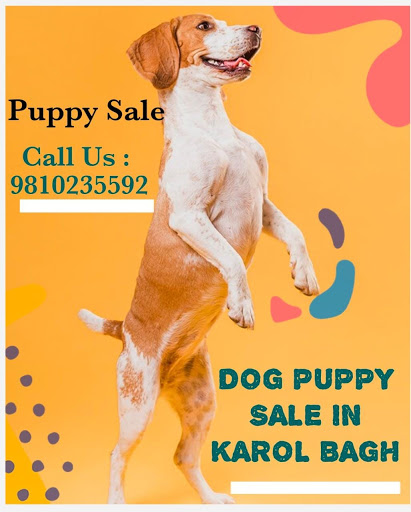 Dog Puppies Sales In Karol Bagh(Puppy Sale)