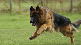 Trust Zone Dog Training