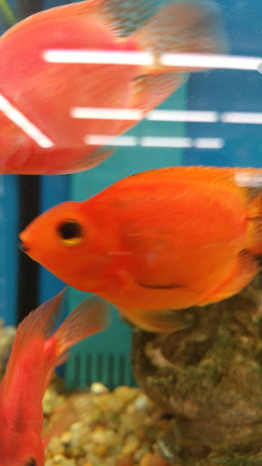 Pet Supply Store «Pet Supplies Plus», reviews and photos, 5229 Library Rd, Bethel Park, PA 15102, USA