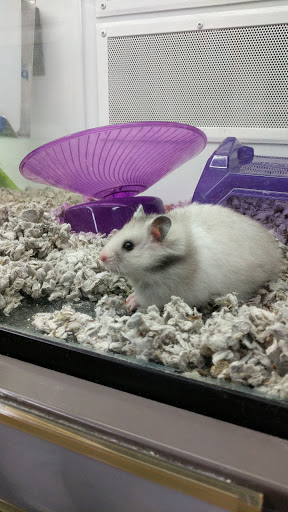 Pet Supply Store «Petco Animal Supplies», reviews and photos, 225 Maple Ave E, Vienna, VA 22180, USA