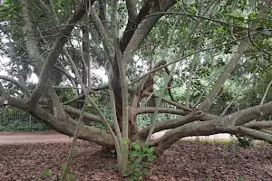 Harare Botanical Gardens image