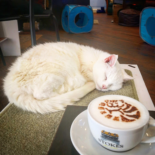 Reviews of Coffee Cats in Lincoln - Coffee shop