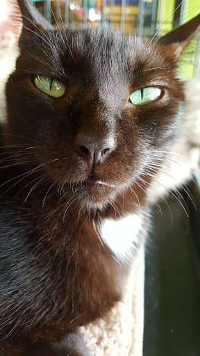 Pet Supply Store «Pet Supplies Plus», reviews and photos, 9 Waukegan Rd, Deerfield, IL 60015, USA