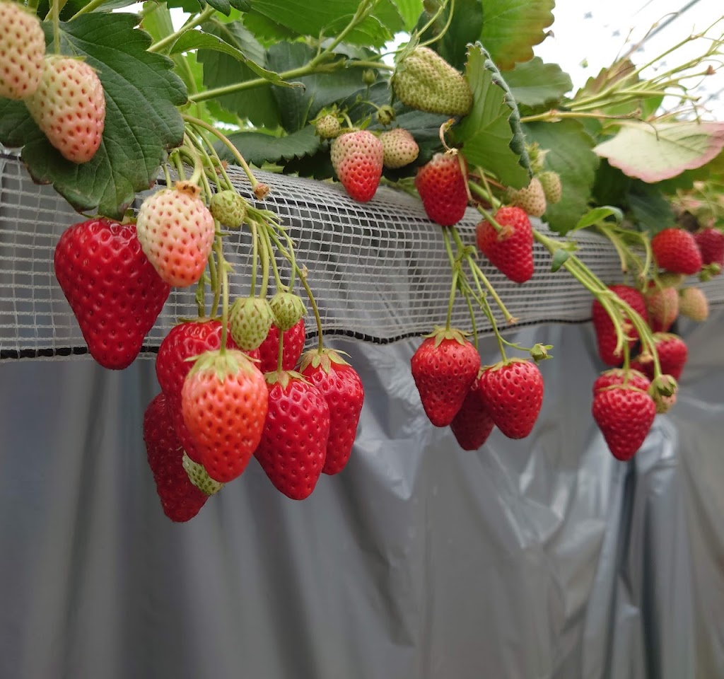 ちあきのいちご園