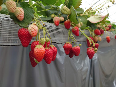 ちあきのいちご園