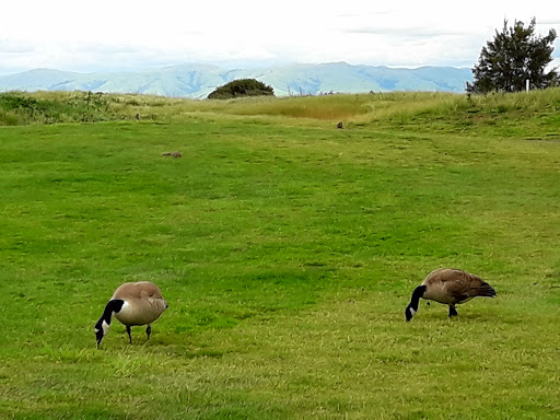 Public Golf Course «Shoreline Golf Links», reviews and photos, 2940 N Shoreline Blvd, Mountain View, CA 94043, USA