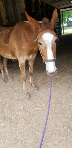 Horseback Riding Service «Long C Trails», reviews and photos, 8959 Hanes Rd, Westmoreland, TN 37186, USA