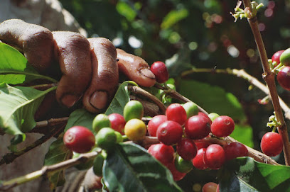 Cerro Grande - Green Coffee Trading