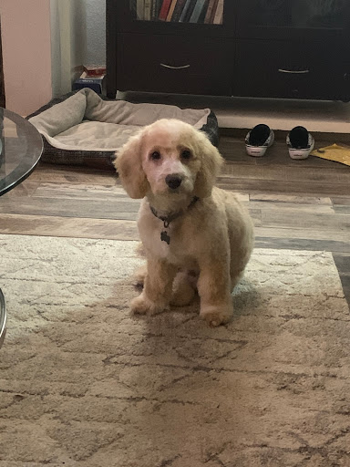 Pet Supply Store «PetSmart», reviews and photos, 6204 W Park Blvd, Plano, TX 75093, USA