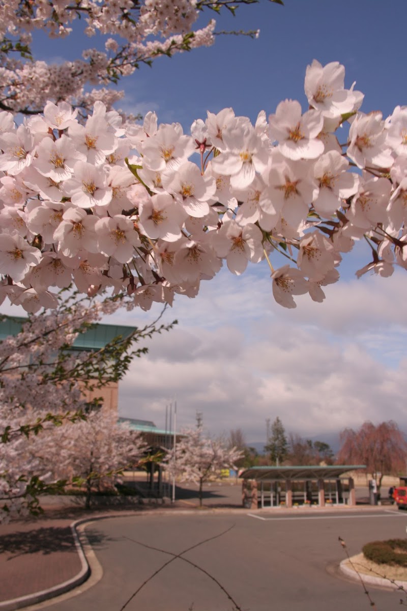 岩手県立大学前の桜並木