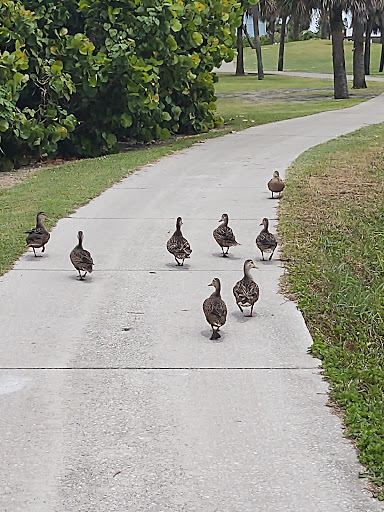 Golf Course «Spessard Holland Golf Course», reviews and photos, 2374 Oak St, Melbourne Beach, FL 32951, USA