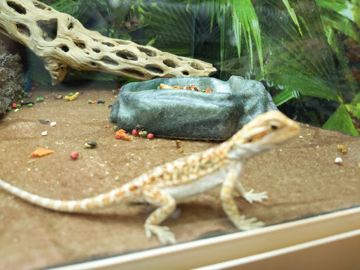 Pet Supply Store «PetSmart», reviews and photos, 1561 N Dysart Rd, Avondale, AZ 85323, USA