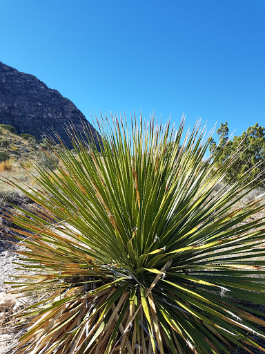 National Park «Guadalupe Mountains National Park», reviews and photos