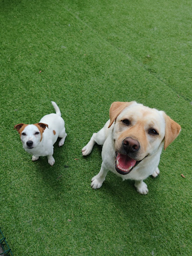 Pensioni per cani e dog hotel a Funny Doggies Snc