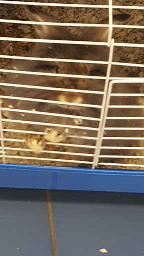 Pet Store «Petland Discounts - Irvington», reviews and photos, 1054 Springfield Ave, Irvington, NJ 07111, USA