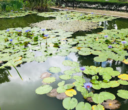 Jardín Botánico Culiacán photo