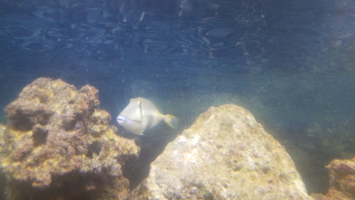 Tropical Fish Store «Aquatic Treasures», reviews and photos, 3211 N Tenaya Way #107, Las Vegas, NV 89129, USA