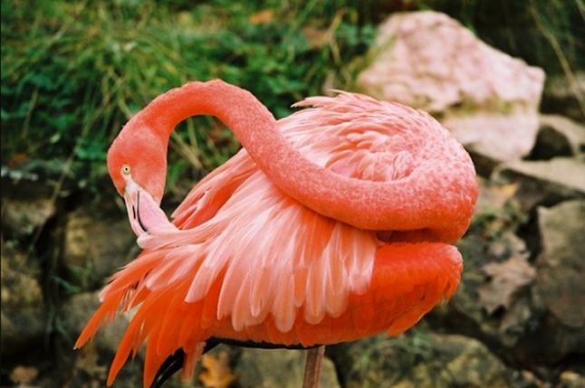 Comentarii opinii despre Zoo Liberec