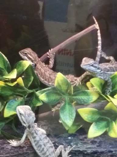 Pet Supply Store «PetSmart», reviews and photos, 1040 Cross Creek Dr, Saltillo, MS 38866, USA