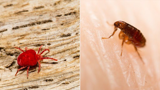 Marks Pest Control Essendon - Flea, Bedbugs Treatment
