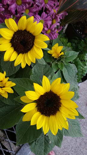 Home Improvement Store «The Home Depot», reviews and photos, 60 SW 12th Ave, Deerfield Beach, FL 33442, USA