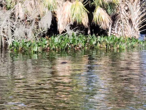 Nature Preserve «Palm Island Park», reviews and photos, 411 S Tremain St, Mt Dora, FL 32757, USA