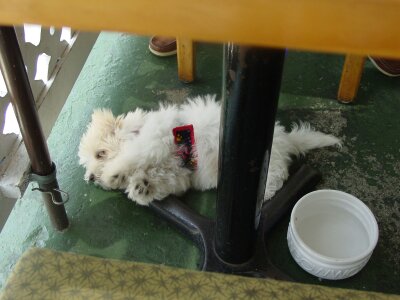 Convenience Store «Sweet Owen Country Store», reviews and photos, 5850 State Hwy 22, Owenton, KY 40359, USA